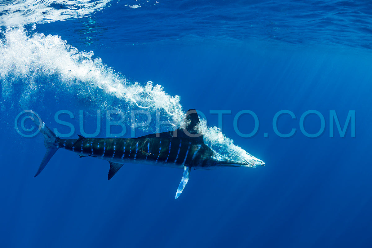 Marlins hunting on sardines or makerels in Baja California Sur