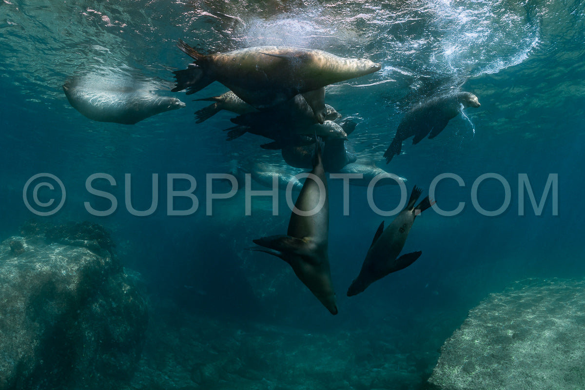 Photo de jeune lion de mer jouant avec un plongeur à La Paz Baja California