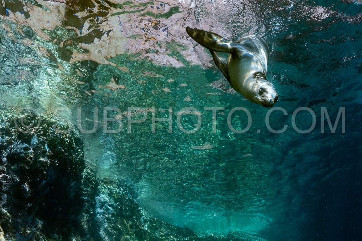 young sea lion playing with a scuba diver in La Paz Baja California