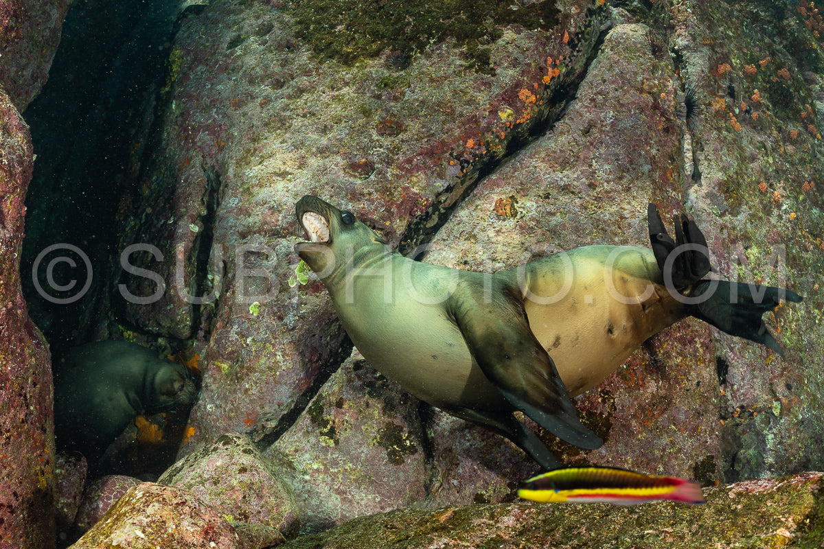 young sea lion playing with a scuba diver in La Paz Baja California