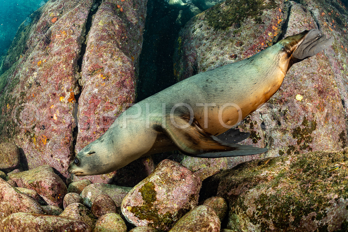 young sea lion playing with a scuba diver in La Paz Baja California