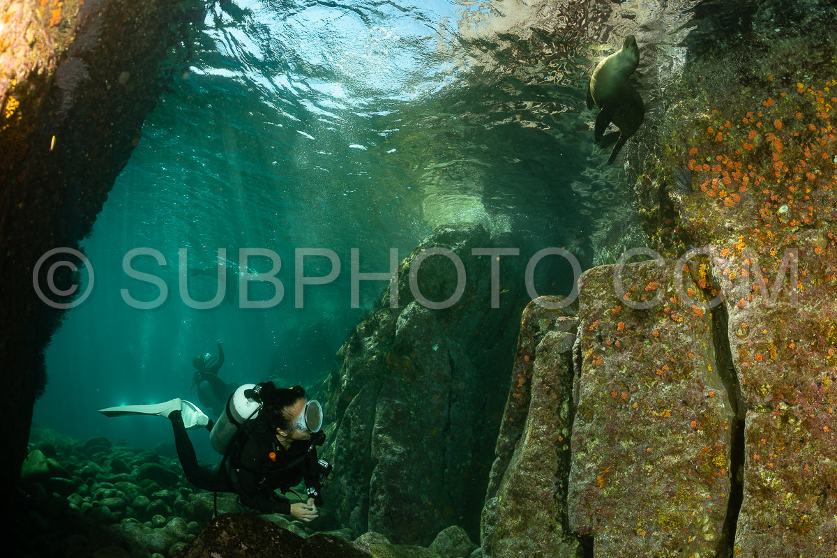 young sea lion playing with a scuba diver in La Paz Baja California