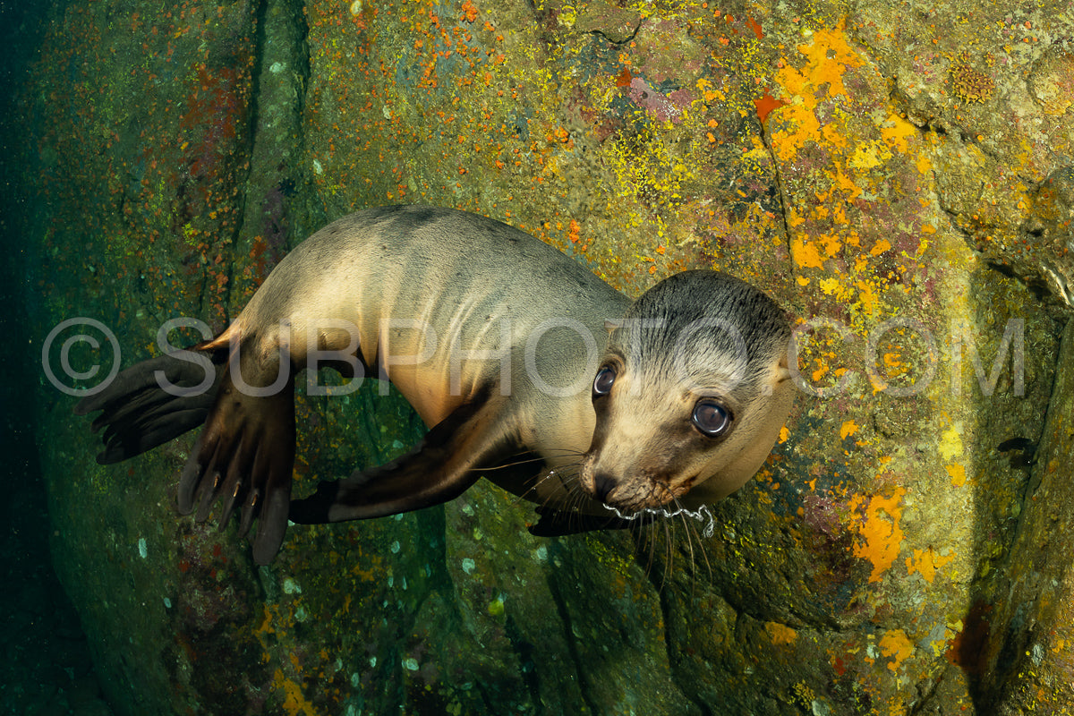 young sea lion playing with a scuba diver in La Paz Baja California
