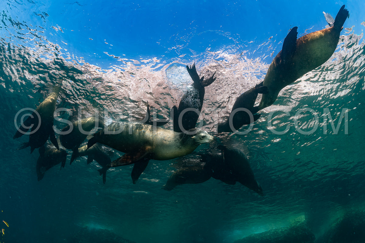 Photo de jeune lion de mer jouant avec un plongeur à La Paz Baja California