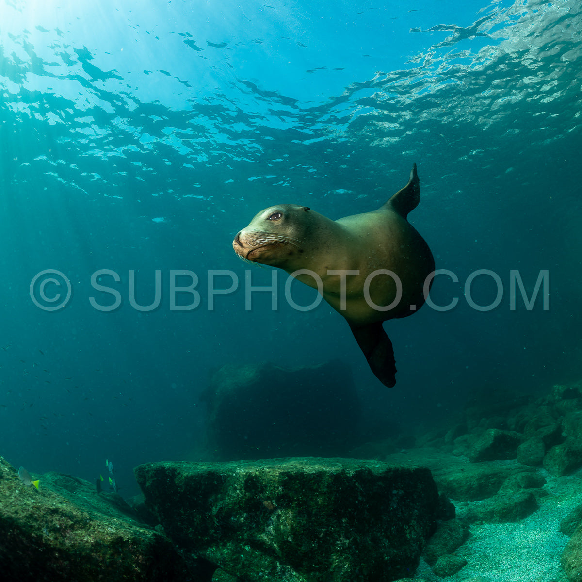 young sea lion playing with a scuba diver in La Paz Baja California