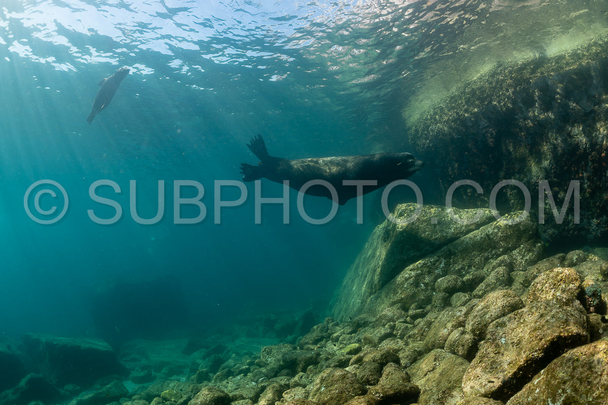 young sea lion playing with a scuba diver in La Paz Baja California