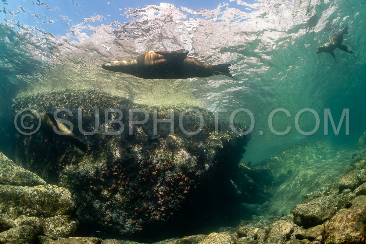 young sea lion playing with a scuba diver in La Paz Baja California