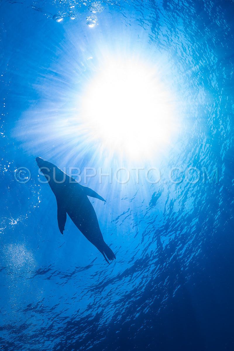 young sea lion playing with a scuba diver in La Paz Baja California