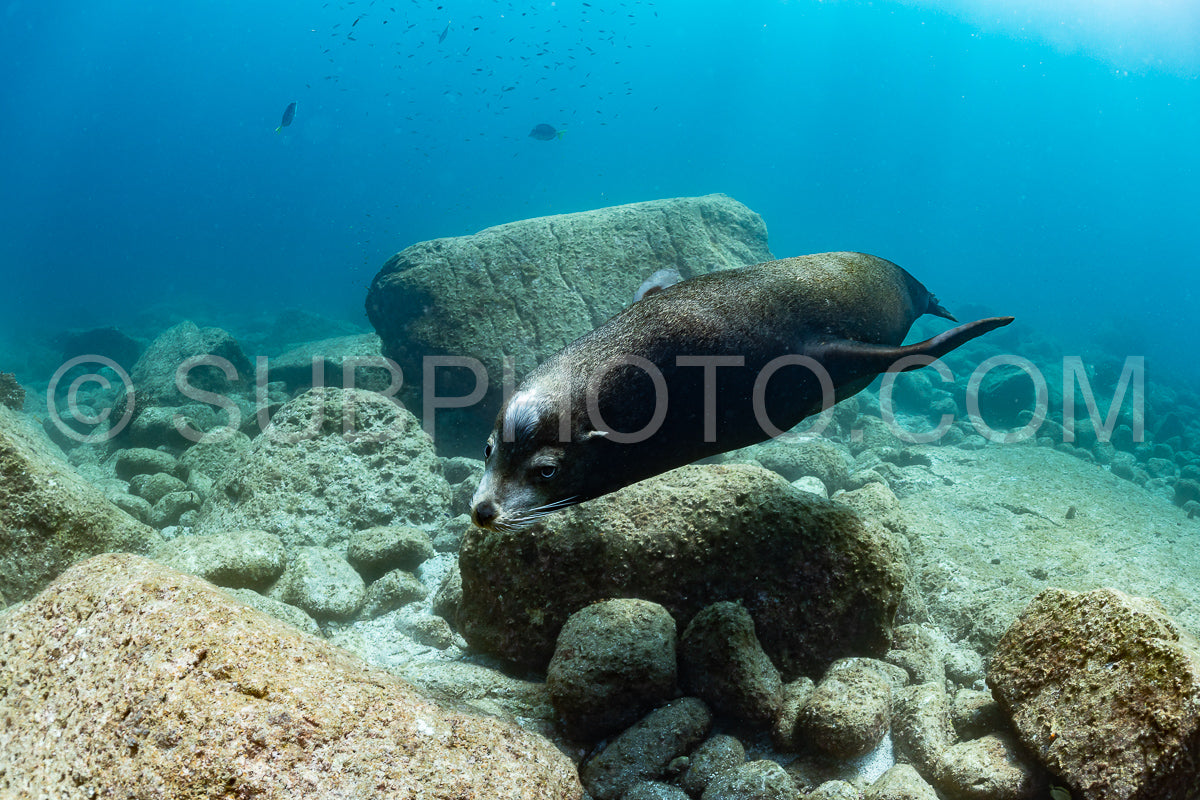 Photo de jeune lion de mer jouant avec un plongeur à La Paz Baja California