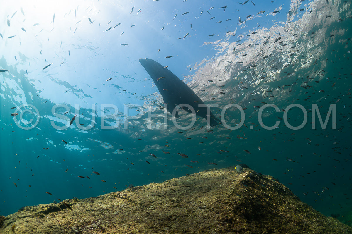 young sea lion playing with a scuba diver in La Paz Baja California