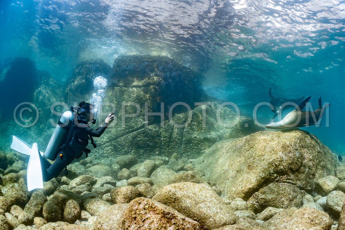 young sea lion playing with a scuba diver in La Paz Baja California