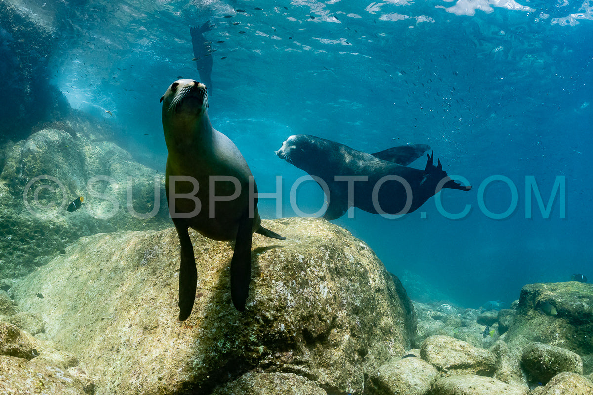 Photo de jeune lion de mer jouant avec un plongeur à La Paz Baja California