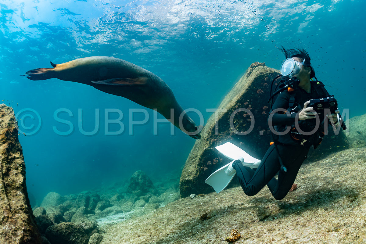 young sea lion playing with a scuba diver in La Paz Baja California