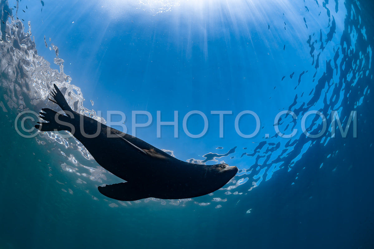 young sea lion playing with a scuba diver in La Paz Baja California