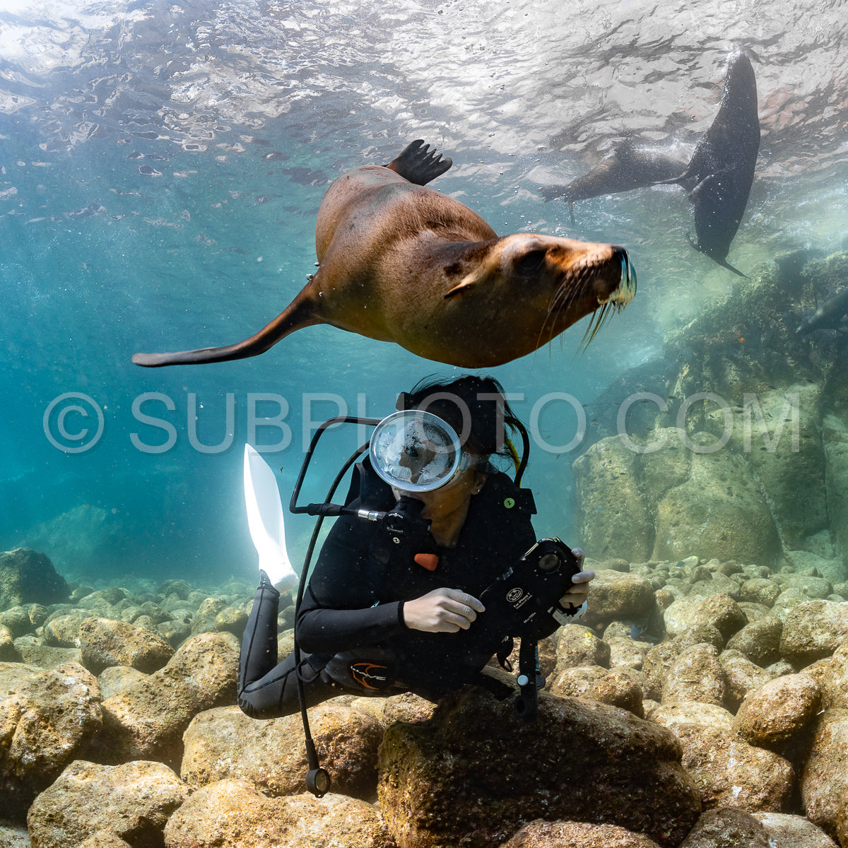young sea lion playing with a scuba diver in La Paz Baja California