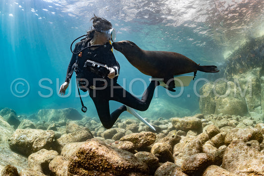 Photo de jeune lion de mer jouant avec un plongeur à La Paz Baja California