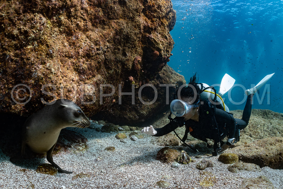 young sea lion playing with a scuba diver in La Paz Baja California