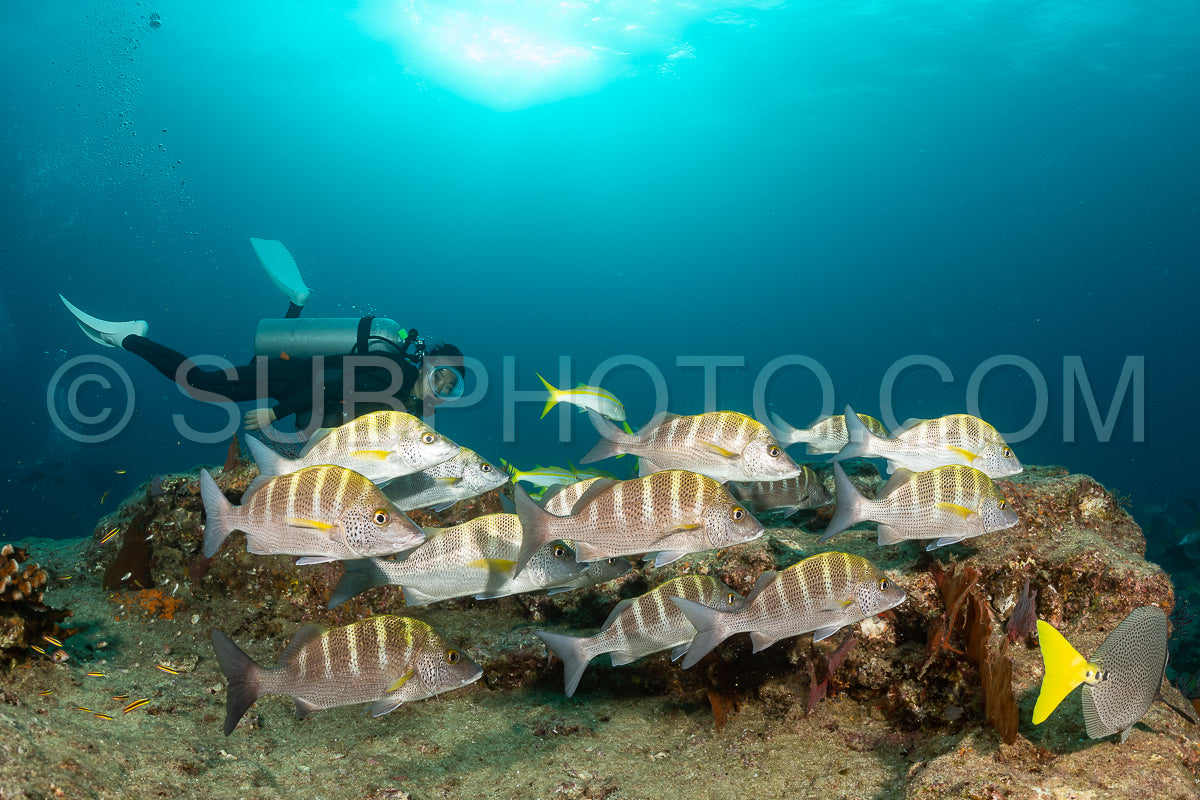 school of greybar grunt with scuba diver