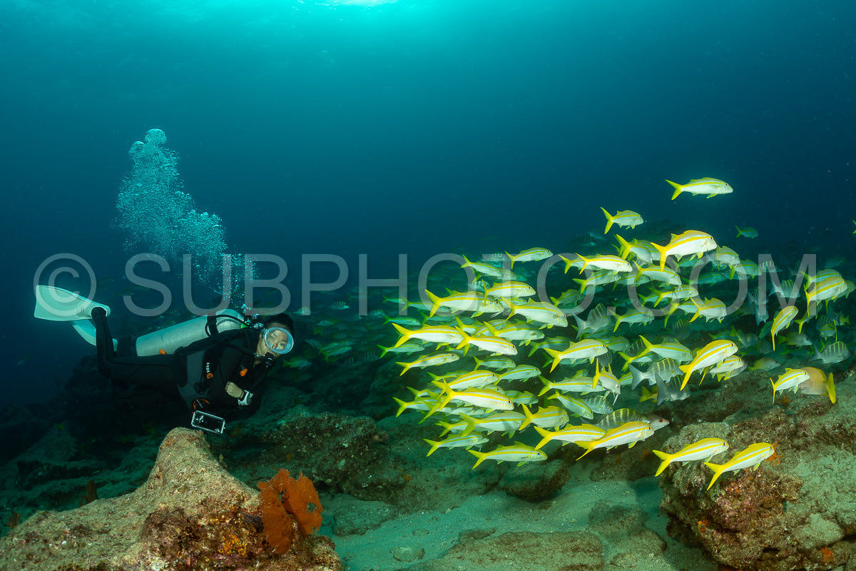 Photo de Banc de vivaneaux Amarillo Lutjanus argentiventris- Cabo Pulmo- Baja California Sur- Mexique