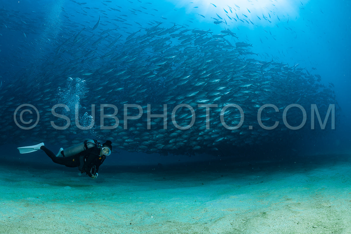 scuba diver with Cabo Pulmo jack tornado under sunny sky