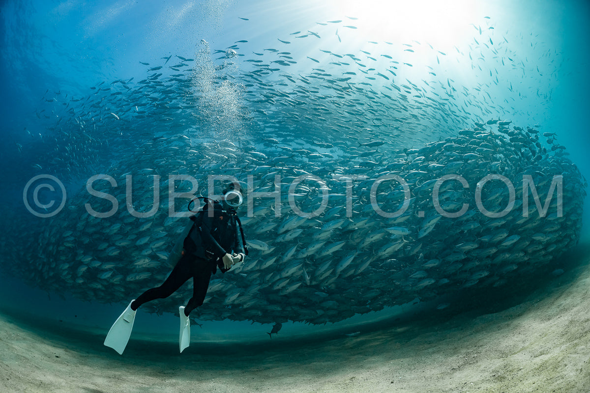 Photo de Plongeur avec la tornade de Cabo Pulmo sous un ciel ensoleillé
