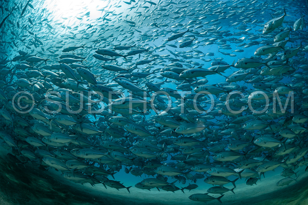 Photo de Plongeur avec la tornade de Cabo Pulmo sous un ciel ensoleillé