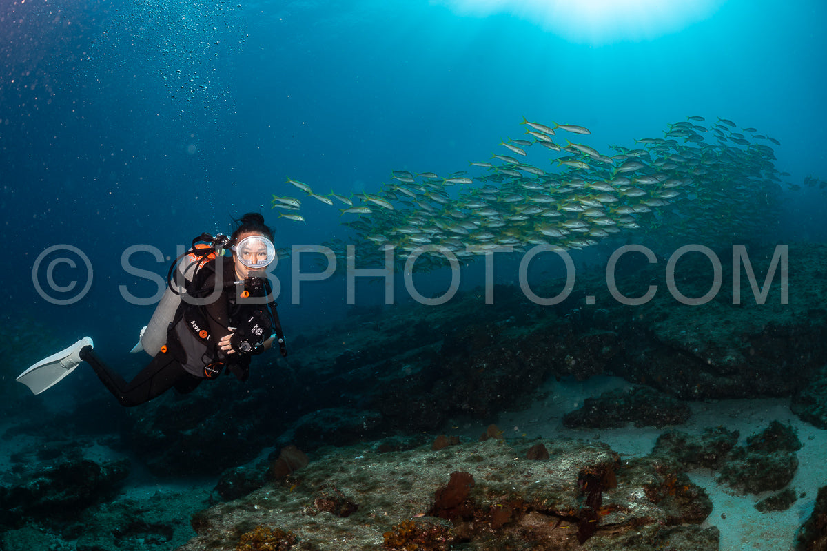 Photo de Banc de vivaneaux Amarillo Lutjanus argentiventris- Cabo Pulmo- Baja California Sur- Mexique
