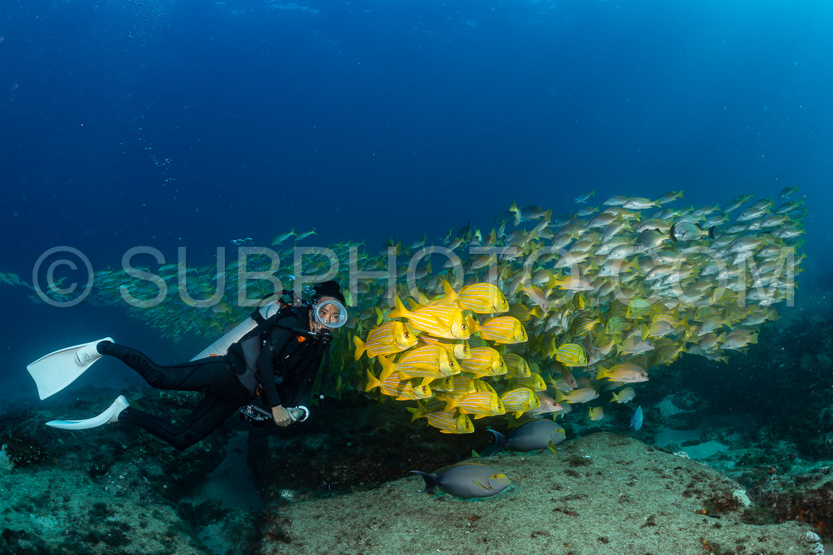 Photo de Banc de vivaneaux Amarillo Lutjanus argentiventris- Cabo Pulmo- Baja California Sur- Mexique