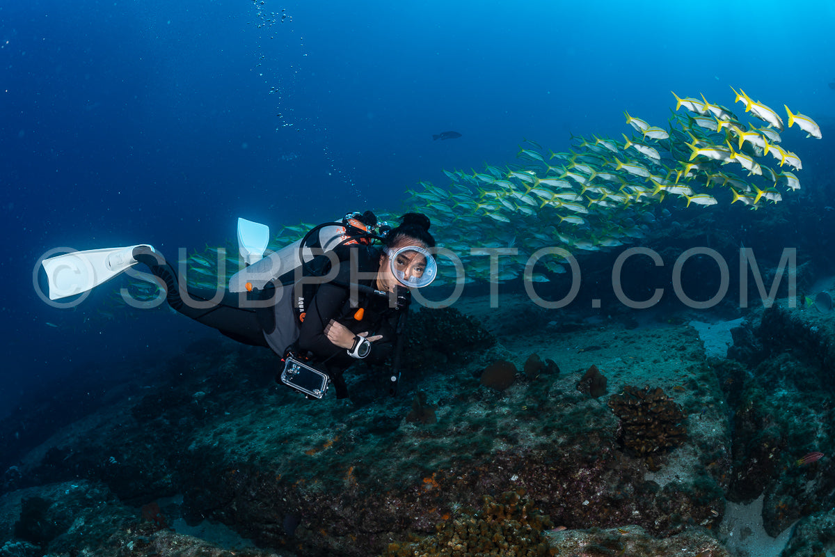 Photo de Banc de vivaneaux Amarillo Lutjanus argentiventris- Cabo Pulmo- Baja California Sur- Mexique
