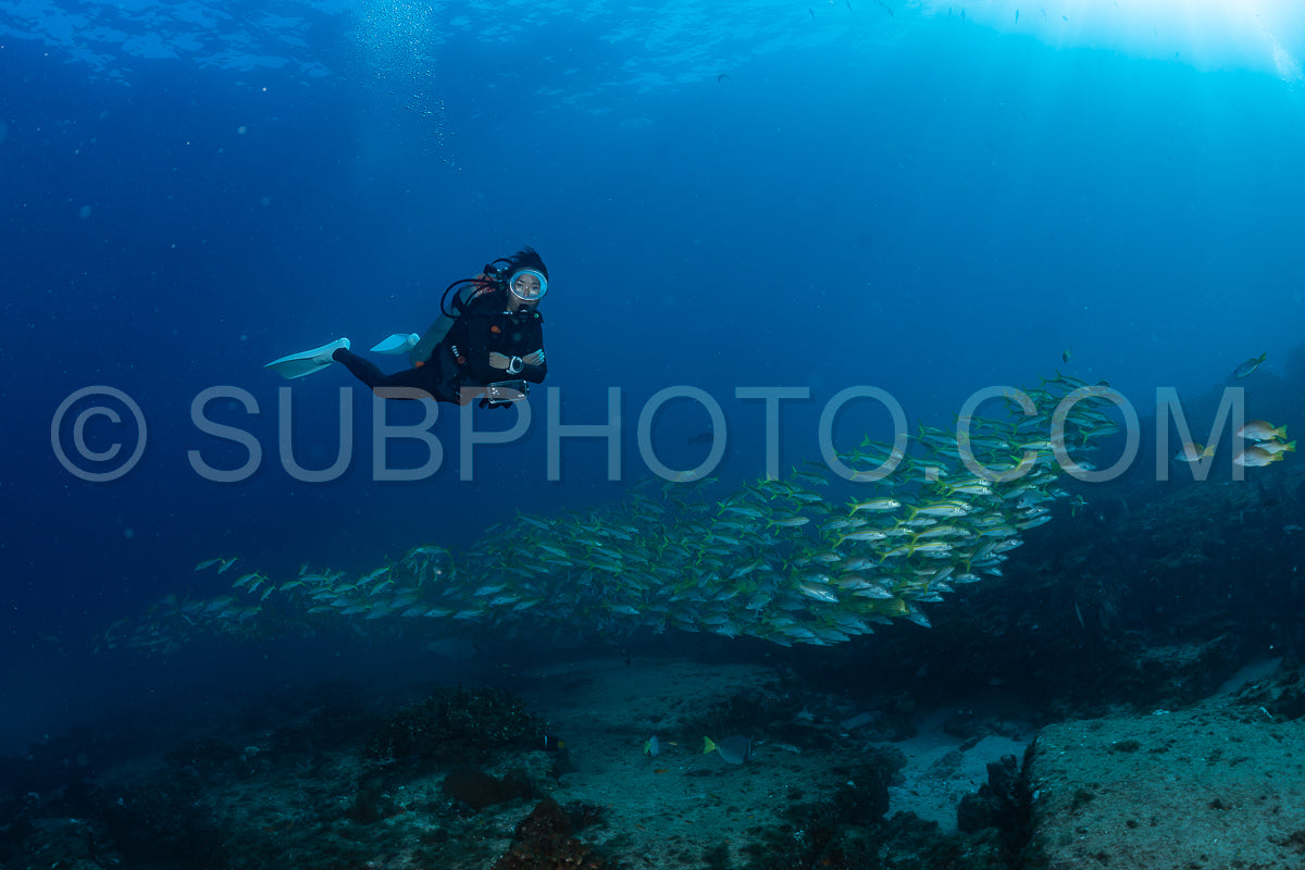 Photo de Banc de vivaneaux Amarillo Lutjanus argentiventris- Cabo Pulmo- Baja California Sur- Mexique