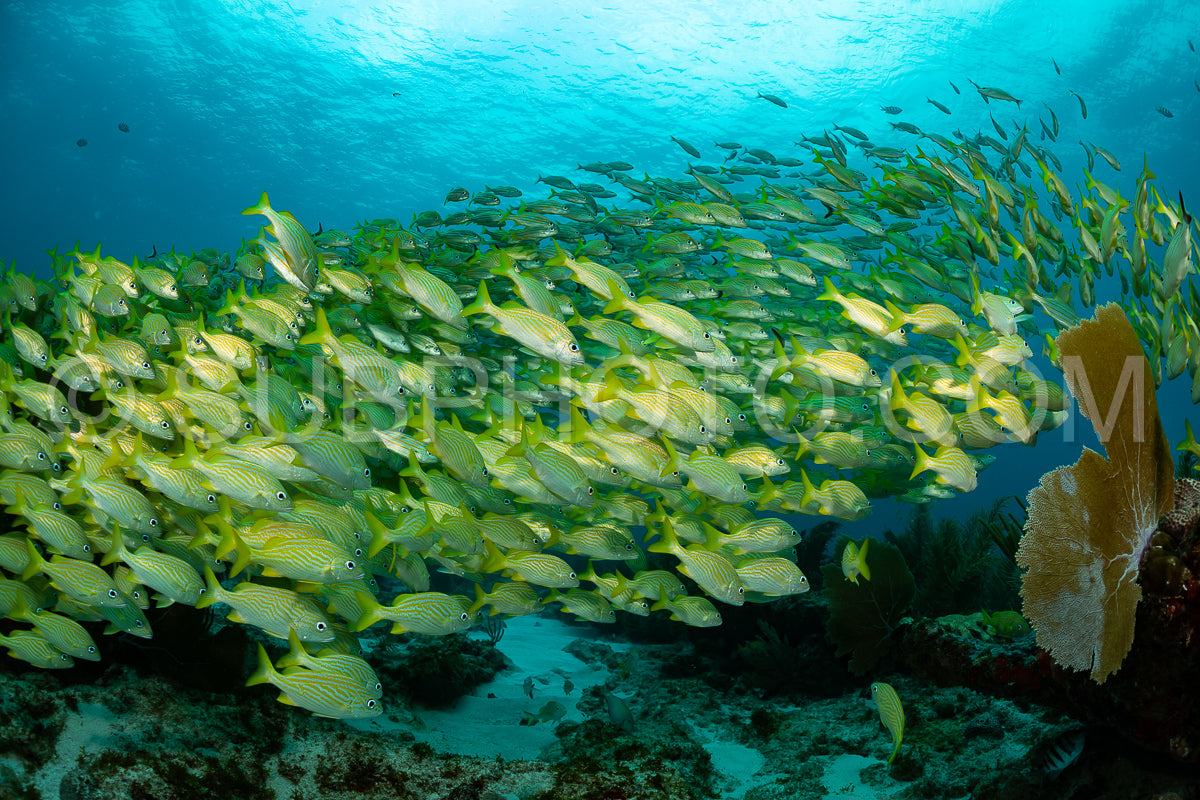 school of yellow grunt in Mexico