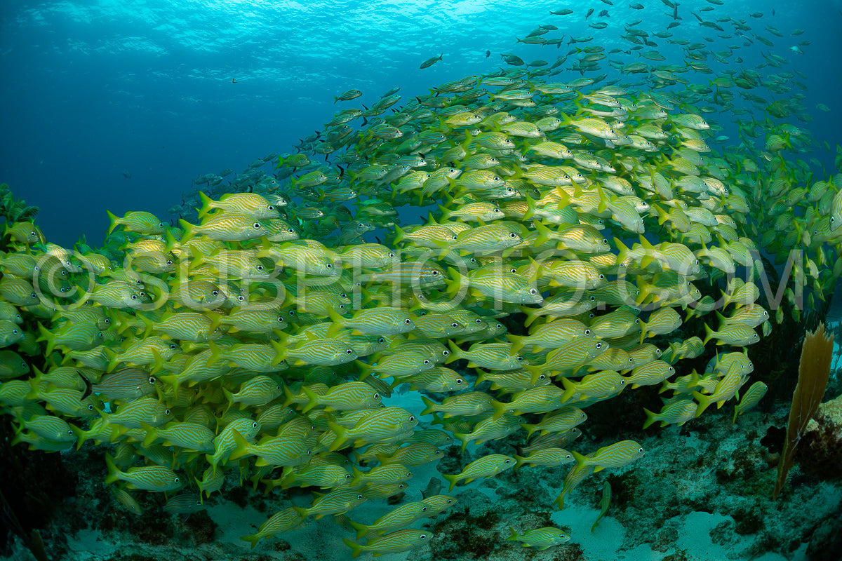 school of yellow grunt in Mexico