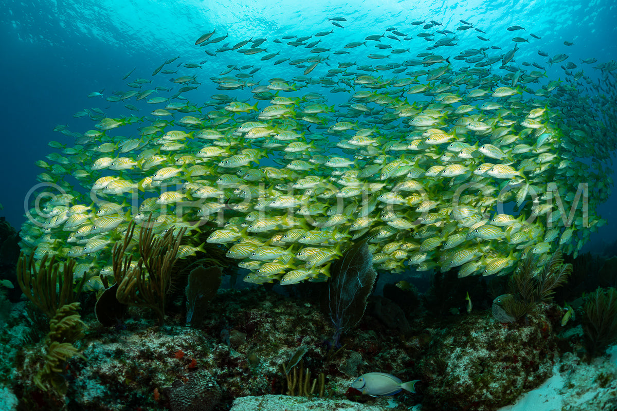 Photo de école de grogneurs jaunes au Mexique