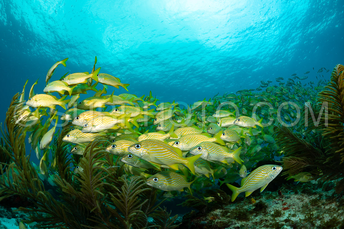 school of yellow grunt in Mexico
