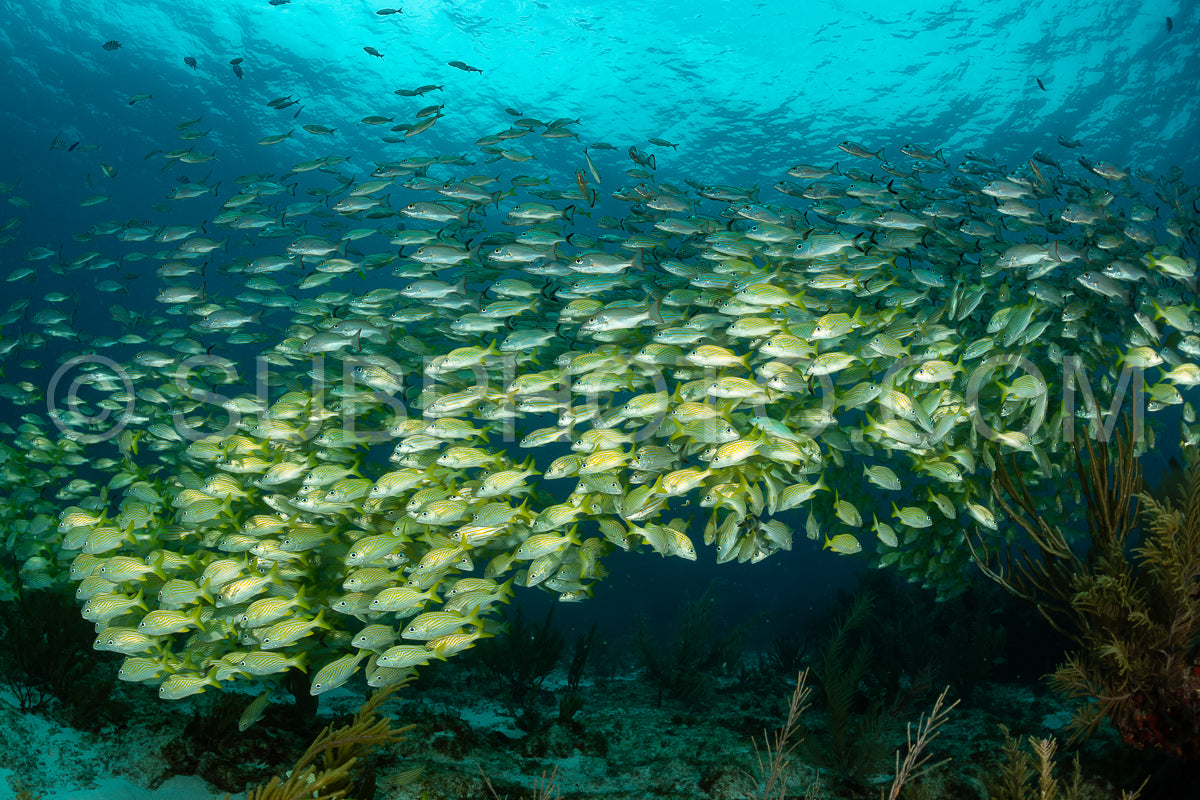 school of yellow grunt in Mexico