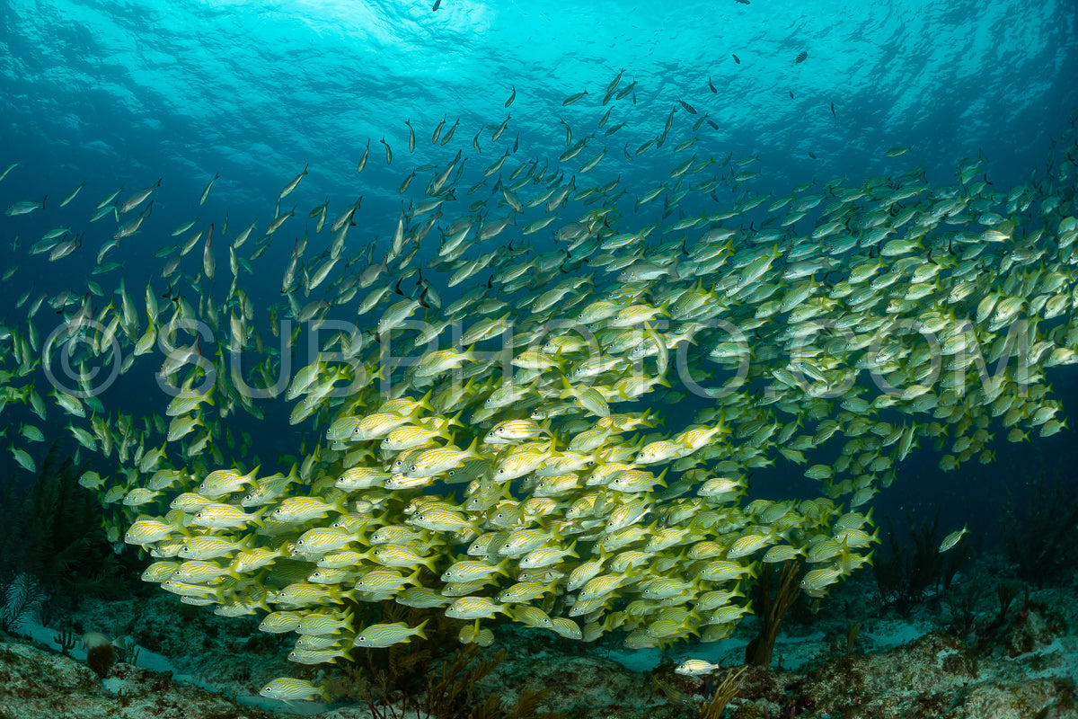 Photo de école de grogneurs jaunes au Mexique
