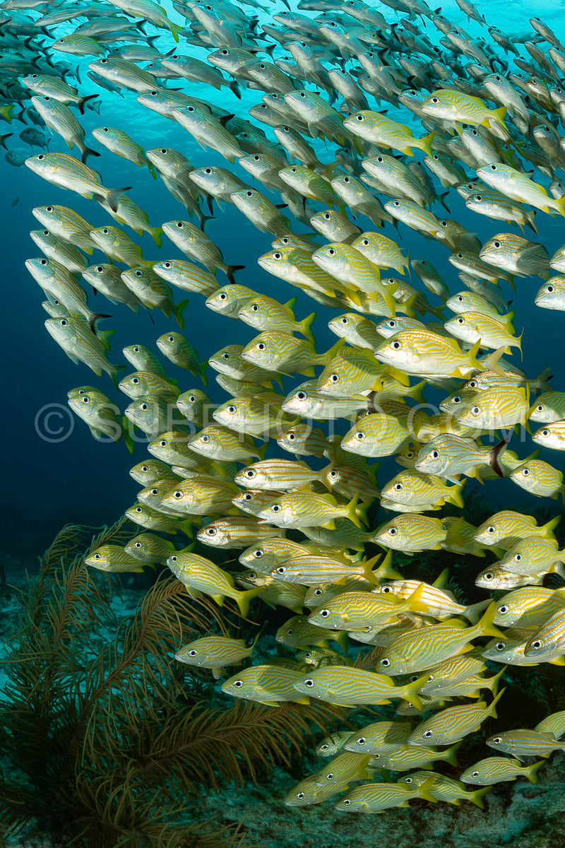 school of yellow grunt in Mexico