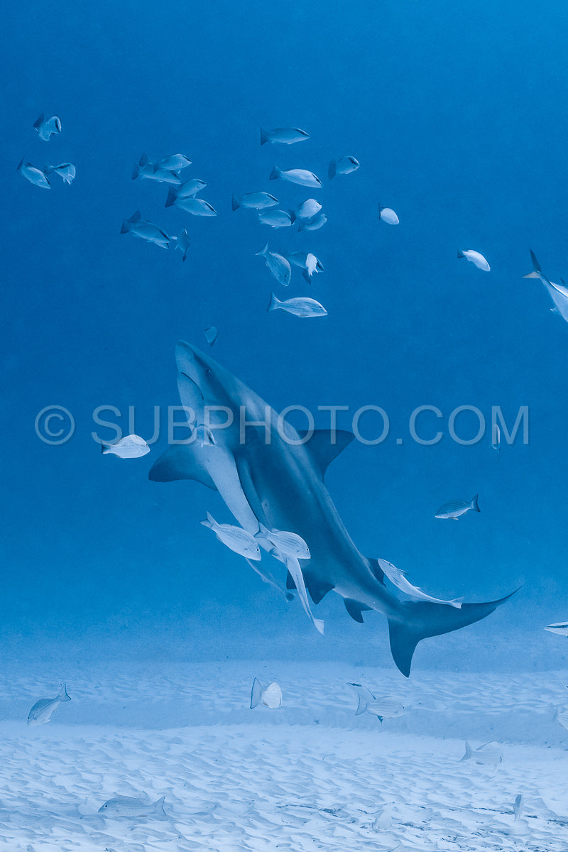 bull shark encounter at Playa Del Carmen in Mexico