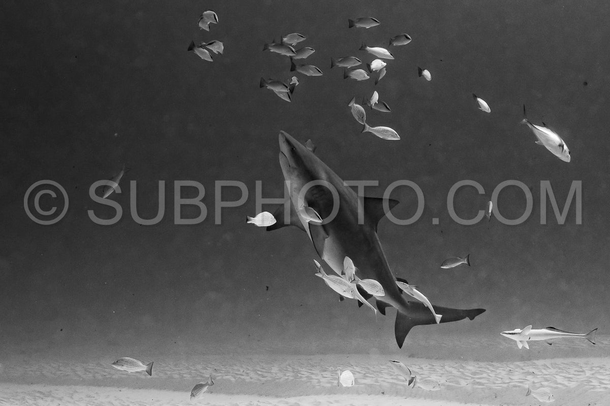 bull shark encounter at Playa Del Carmen in Mexico