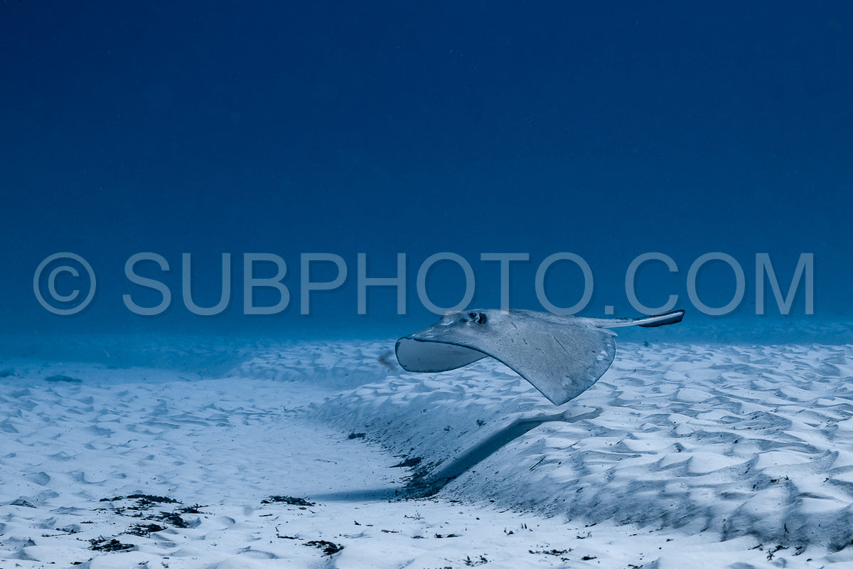bull shark encounter at Playa Del Carmen in Mexico