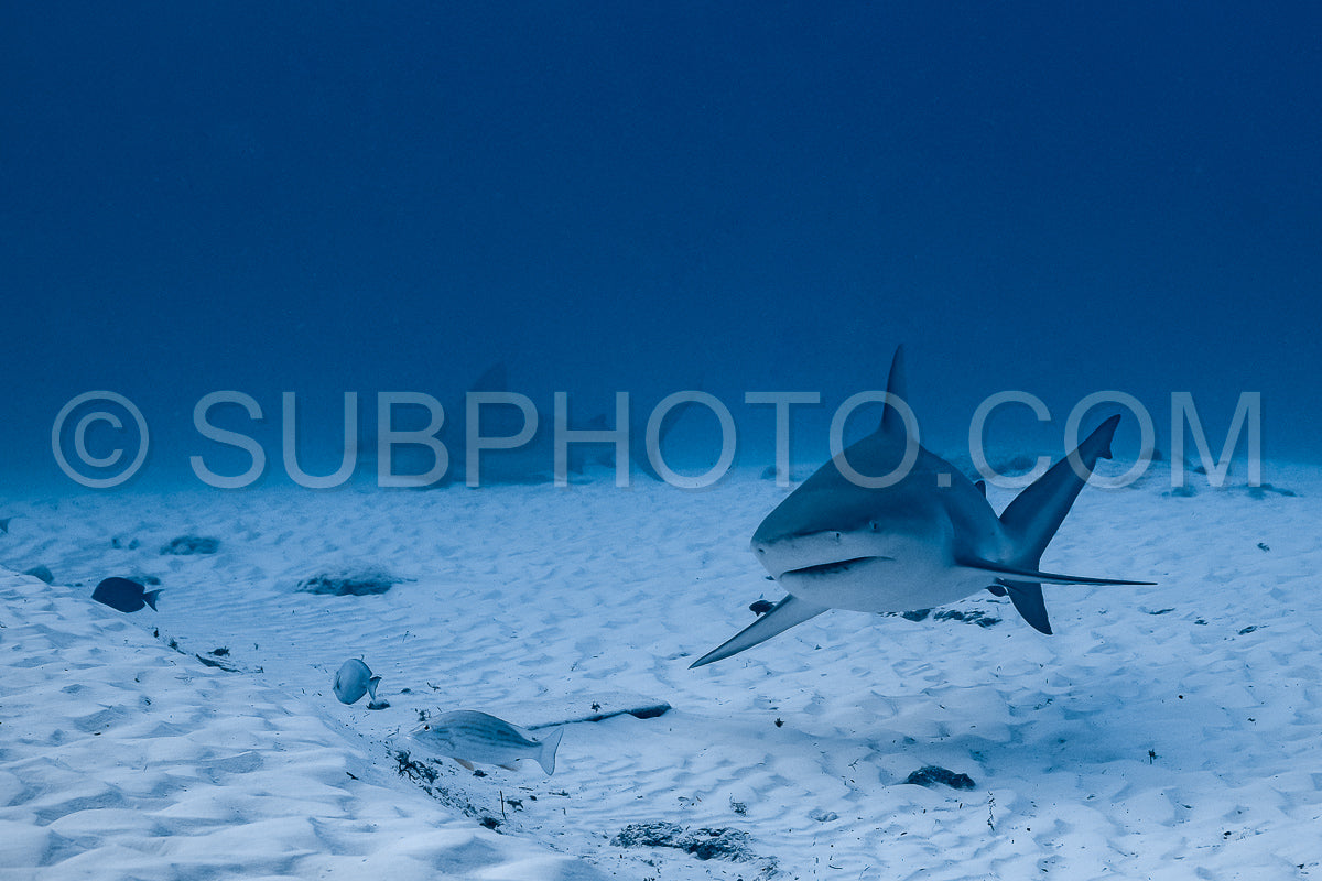 bull shark encounter at Playa Del Carmen in Mexico