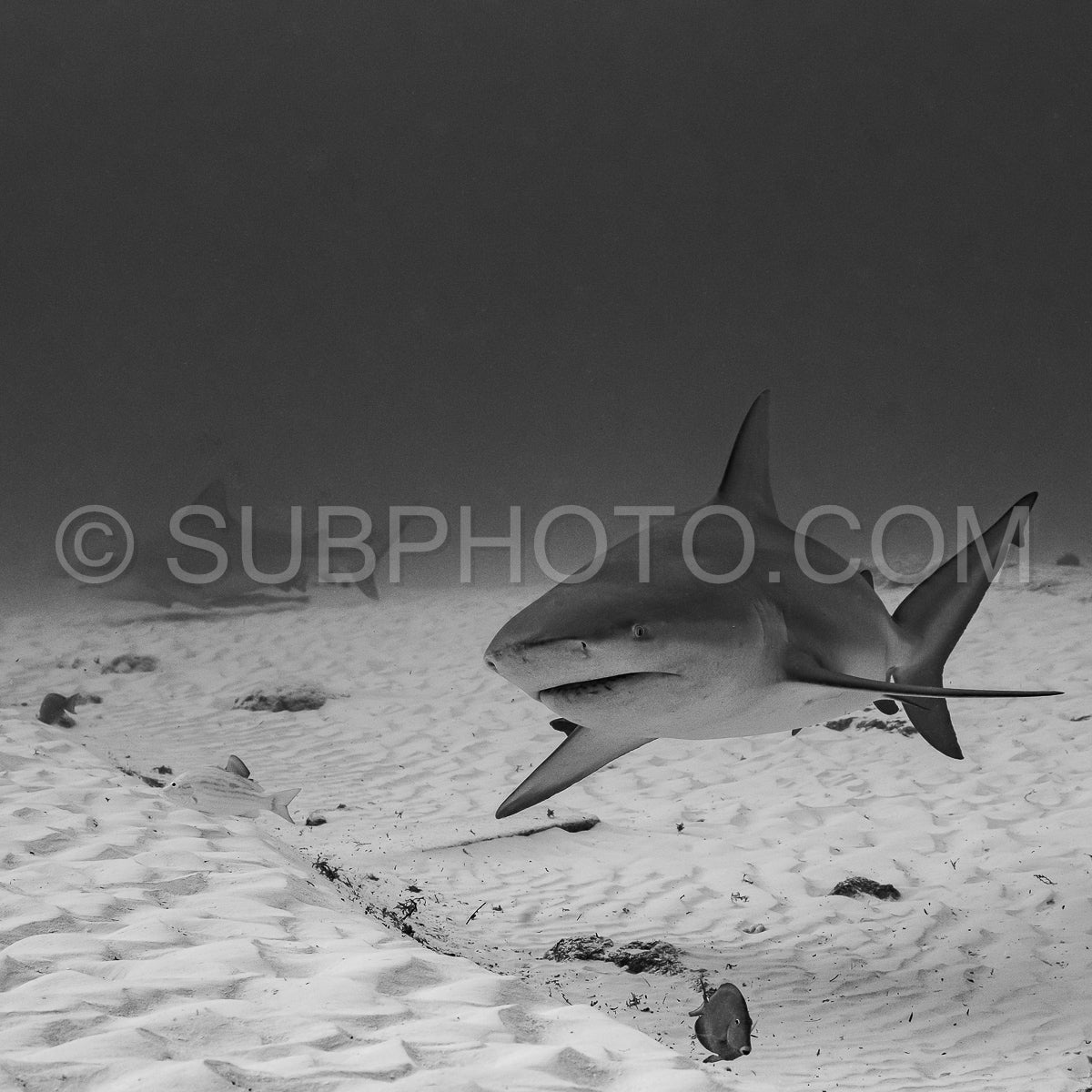 bull shark encounter at Playa Del Carmen in Mexico