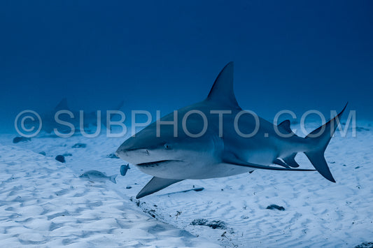 Photo de Rencontre avec un requin taureau à Playa Del Carmen au Mexique
