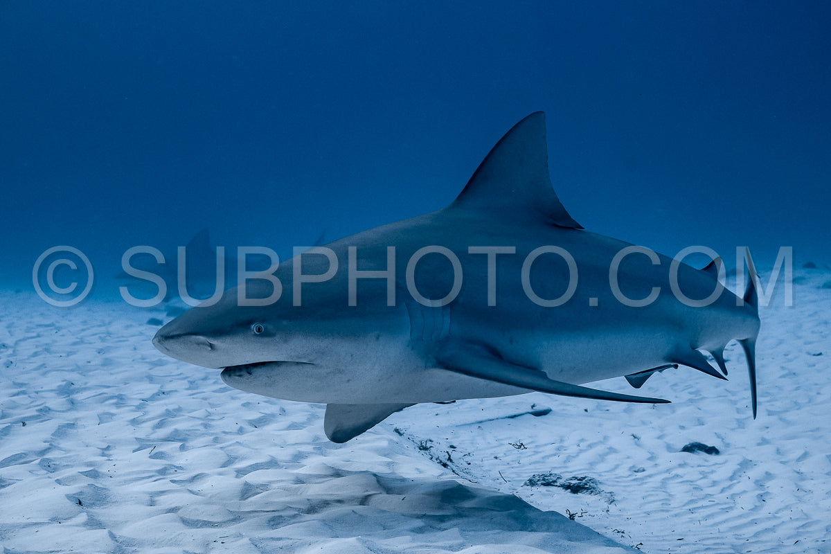 bull shark encounter at Playa Del Carmen in Mexico