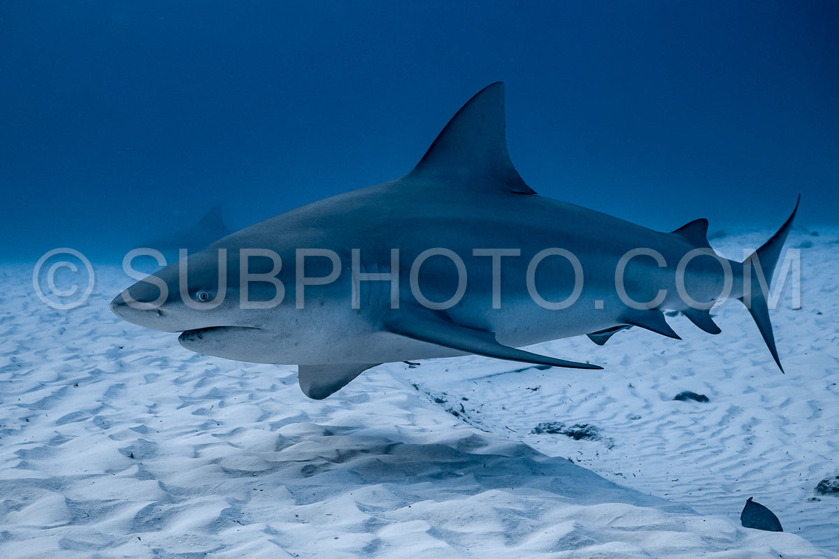 bull shark encounter at Playa Del Carmen in Mexico