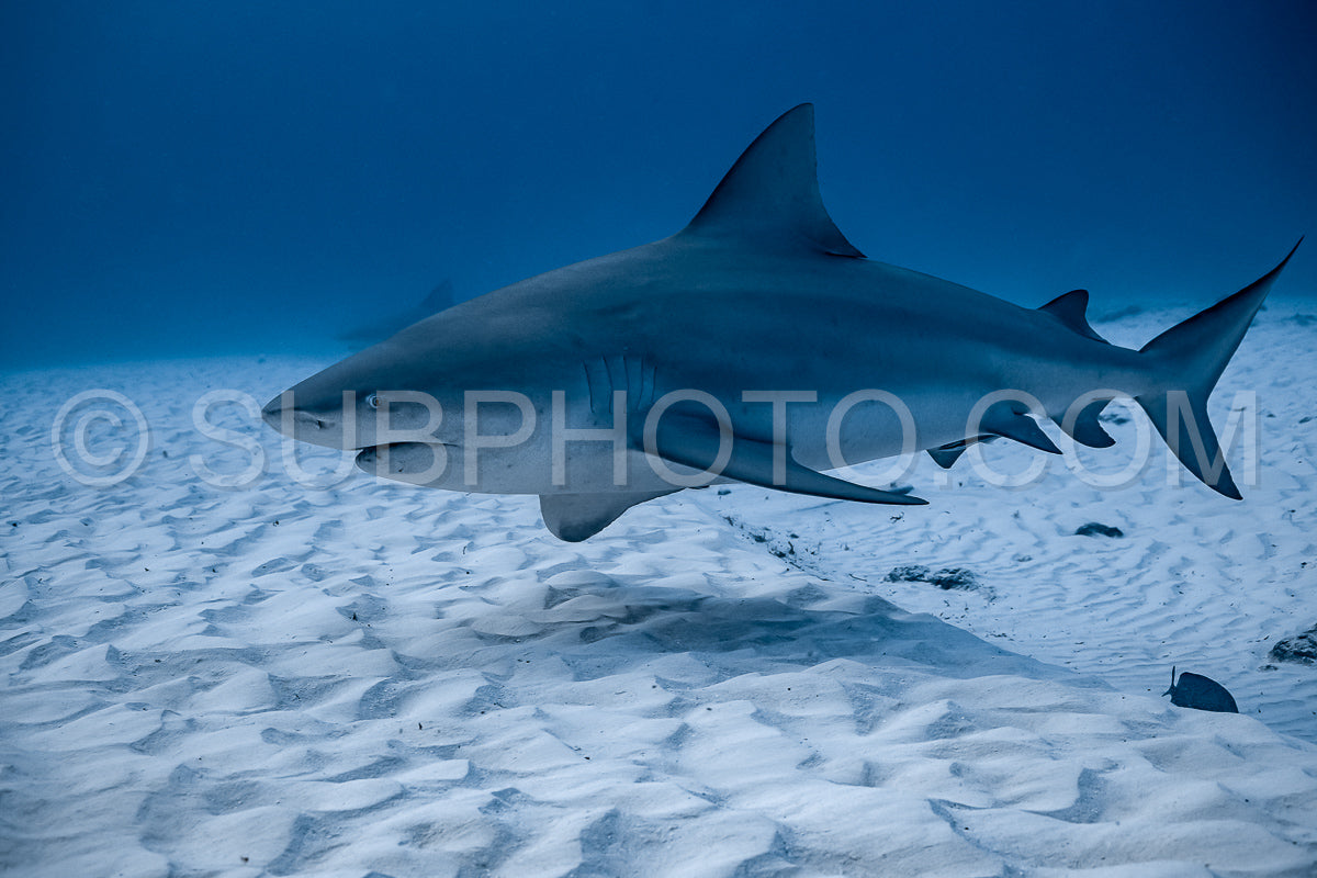 bull shark encounter at Playa Del Carmen in Mexico