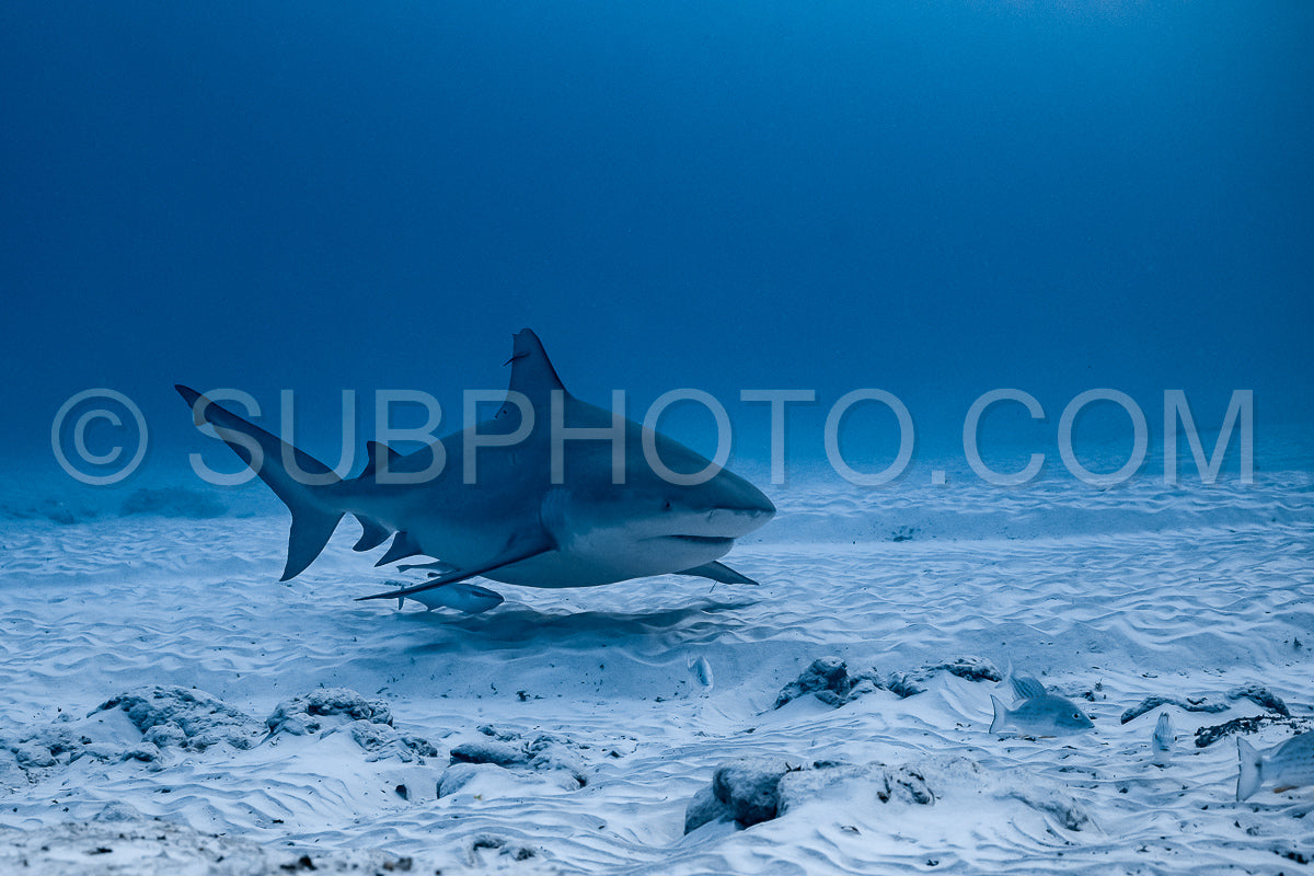 bull shark encounter at Playa Del Carmen in Mexico