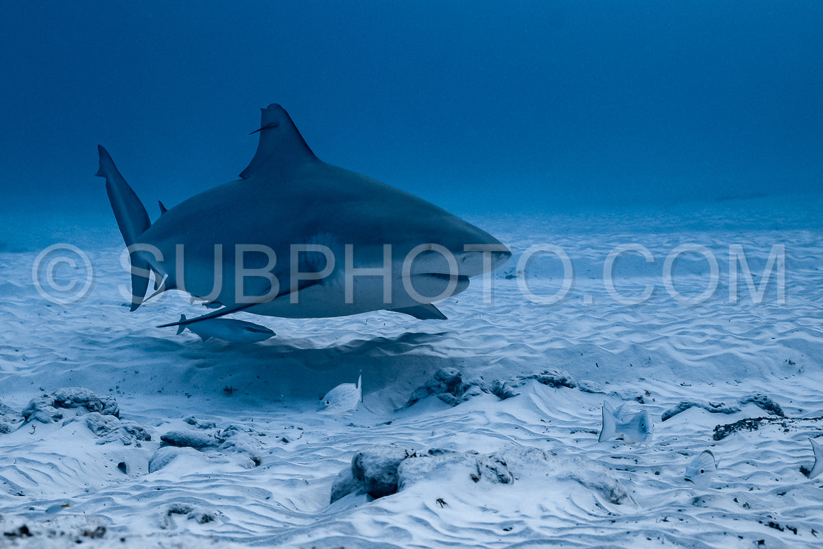 bull shark encounter at Playa Del Carmen in Mexico