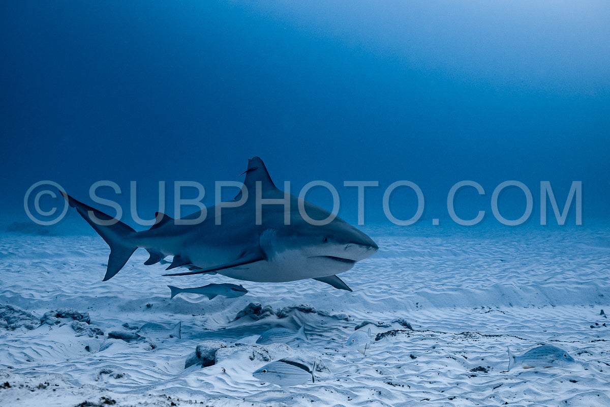 bull shark encounter at Playa Del Carmen in Mexico