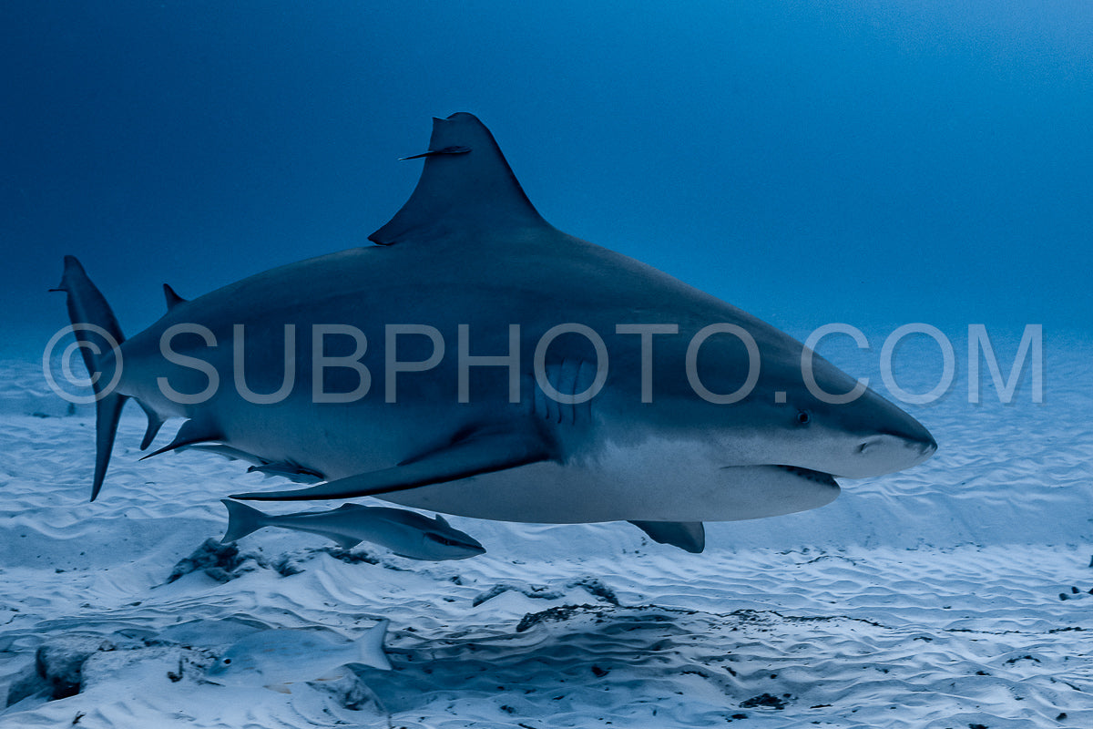 Photo de Rencontre avec un requin taureau à Playa Del Carmen au Mexique
